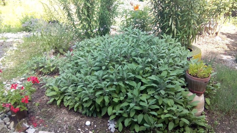 Jardin