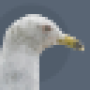 gull_-_vdt_32.png